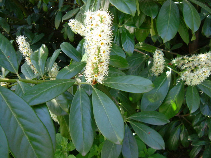 Ligustrum vulgare